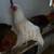 Rooster 5 thumbnail