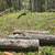 Free Oak Logs 2 thumbnail