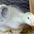 Guardian Geese 4 thumbnail