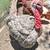 Blue slate turkey tom and hen 1 thumbnail