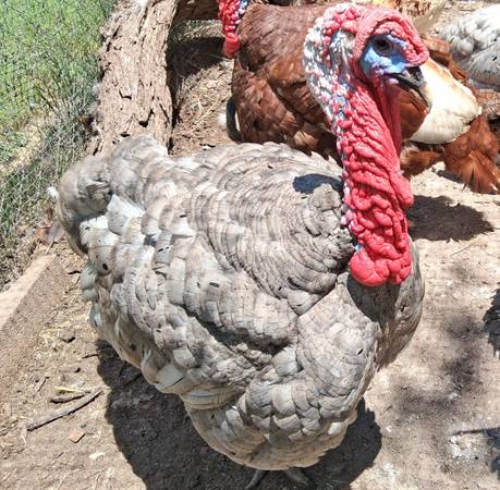 Blue slate turkey tom and hen 1