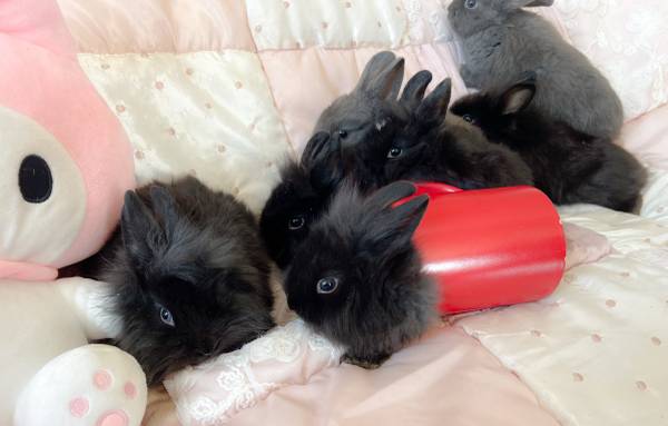 Buns for adoption (Jefferson)63871911399299120