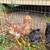 Chickens 7 thumbnail