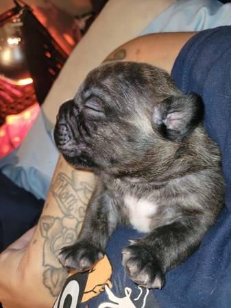 American bully63664482617347124