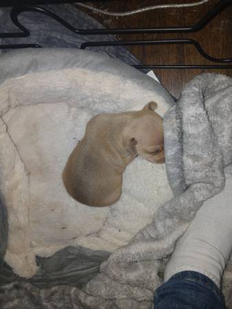 Dearhead Chihuahua's (Essex)63924992684291124