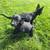 German shepherd/lab pups found close to my home 4 thumbnail