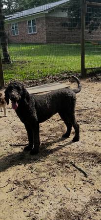 Akc standard poodle female 1
