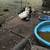 ducks 3 thumbnail