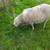 Sheep 🐑 🐏 3 thumbnail