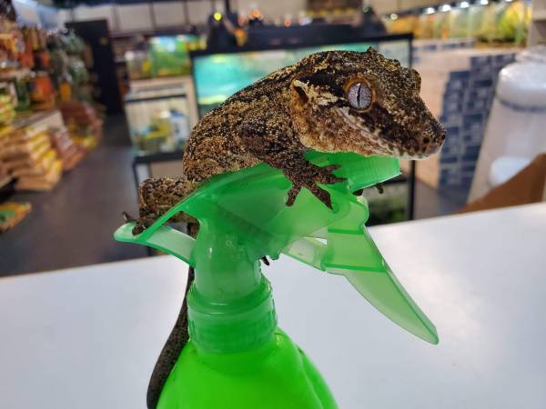 Gecko Gárgola Macho Adulto (Reubicación) (Fort Lauderdale)
