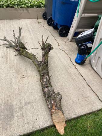 Apple tree limb 1