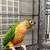 Conures birds 2 thumbnail
