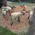 Sheep borrego 2 thumbnail