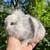 Dwarf Lionhead BunniesBunny Rabbits 2 thumbnail