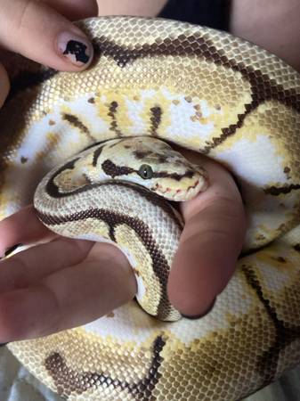 2 reptiles- killer Bee ball python and blue tounge skink 1