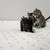 Kittens 3 thumbnail