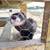2 Ferrets 7 thumbnail