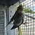 Cockatiels 4 thumbnail