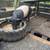 Hampshire sow 2 thumbnail
