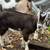 2 month old dairy buckling goat 3 thumbnail