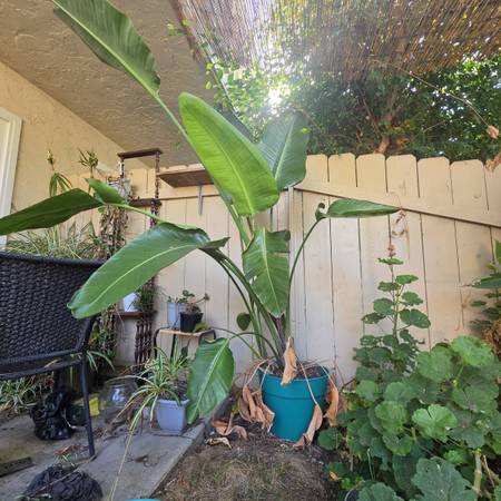 7' tall tropical palm 1