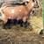 Nigerian Dwarf goats 6 thumbnail