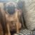 Pug mix puppies 2 thumbnail