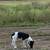 Lost Pup 3 thumbnail