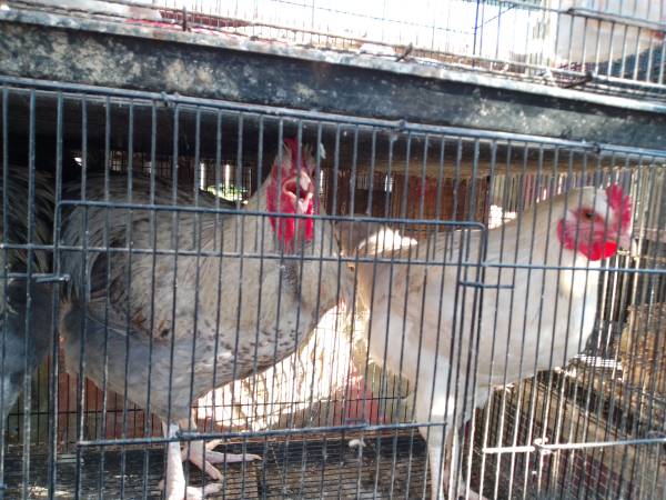 Young free range cockerels or roosters 1