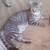 Teenage cats need homes 3 thumbnail