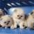 Point Himalayan persian kitten 1 thumbnail