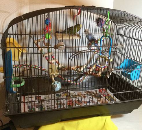 Bird Cage with 2 Parakeets (East Stroudsburg)63487045638145124