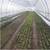 TWO 24X96 GREENHOUSE KITS-4,608 sq ft of growing space! 15 thumbnail