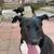 Rehoming Dog border collie/lab mix 3 thumbnail