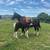 Draft Cross Mare 4 thumbnail