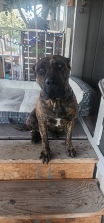 Found brindle colored,female dog possibly sm cane Corso 1