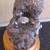 *~~ KIWI Bird Sculpture ~ New Zealand ~ Artist ALLAN DAVEY ~~* 4 thumbnail