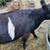 1/2 dexter 1/2 belted Galloway cross cow and heifer calf 4 thumbnail
