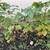 Black Currant plants 6 thumbnail