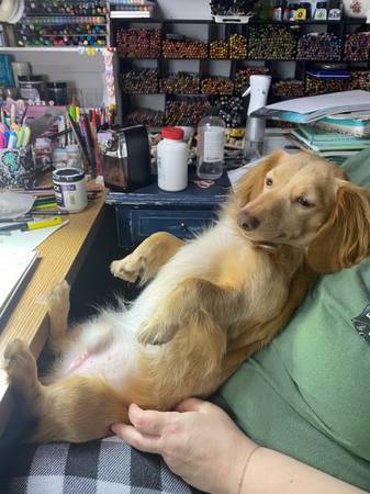 ? A Paw Note from Remy ? (Vancouver)63958423173506121