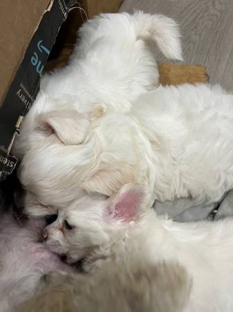 Maltese/Poodle mix Puppies 1