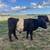 Belted Galloway Cattle for Sale 5 thumbnail