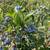Blueberries 3 thumbnail
