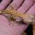 Crested Geckos 11 thumbnail