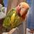 Lovebird 9 thumbnail