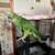 Blue  front Amazon parrots  ( $2200 ) 2 thumbnail