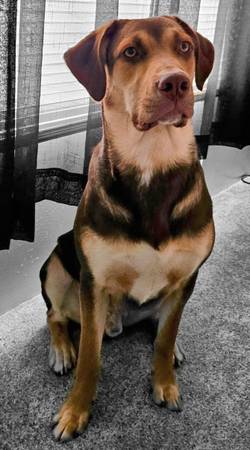 1 year old Calahoula Mix 1