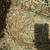 2025 Premium Horse Quality Hay (Alfalfa, Orchard-Mix, Pure Orchard 1 thumbnail