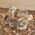 Ameraucana, Easter Egger, Blue Egger, Olive Egger chickens, many ages 3 thumbnail