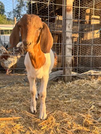 Goat buck 1